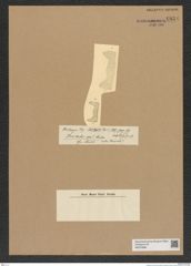 Diatomeae indet. Zeichnungen Sammlung Grunow Nr. 6834 (NHMW-BOT-W0375686)
